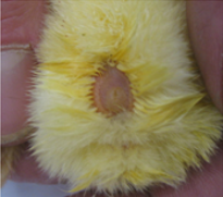 Clean and well-sealed navel