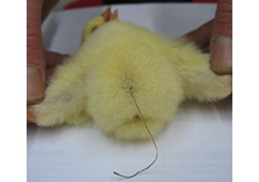 &lsquo;String&rsquo; navel