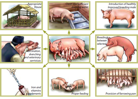 How to keep a healthy pig How to keep a healthy pig