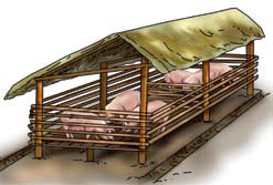Pregnant sows Pigsty Building Pregnant sows Pigsty Building