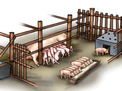 Lactating sows Pigsty Building Lactating sows Pigsty Building
