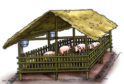 Weaner piglets Pigsty Building Weaner piglets Pigsty Building